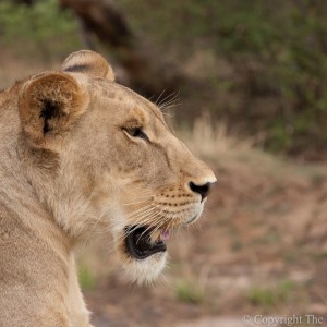 An Homage to the King of Beasts: World Lion Day